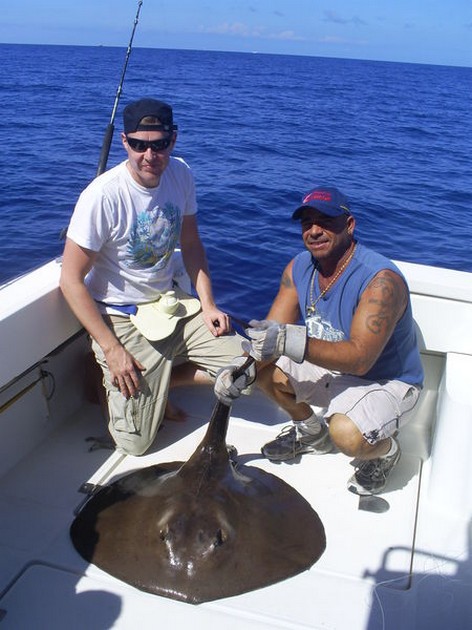 Common Stingray Cavalier & Blue Marlin Sport Fishing Gran Canaria