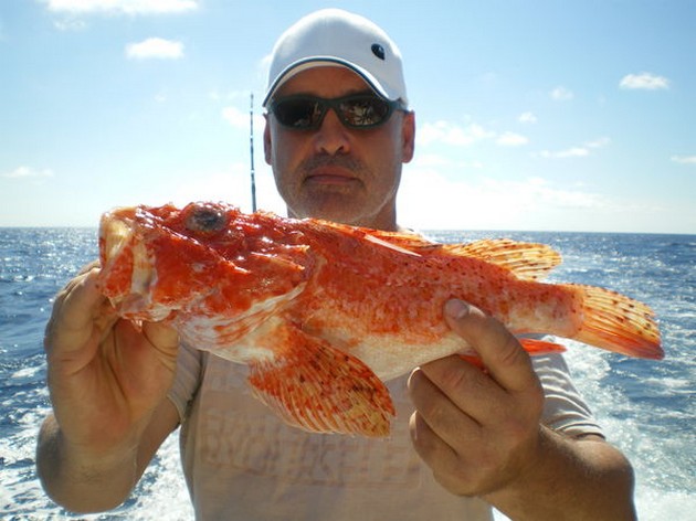 Scorpion fish Cavalier & Blue Marlin Sport Fishing Gran Canaria