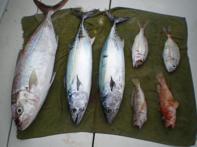  - Cavalier & Blue Marlin Sport Fishing Gran Canaria