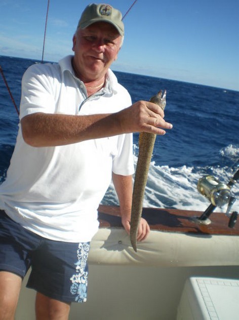 Tiger Moray Cavalier & Blue Marlin Sport Fishing Gran Canaria
