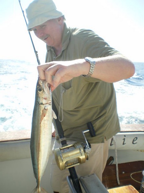 Scad Mackrel Cavalier & Blue Marlin Sport Fishing Gran Canaria