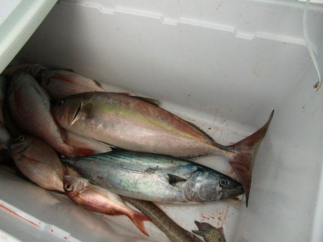 Nice Catch Cavalier & Blue Marlin Sport Fishing Gran Canaria