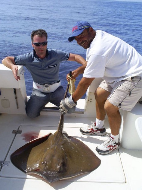 Common Stingray Cavalier & Blue Marlin Sport Fishing Gran Canaria