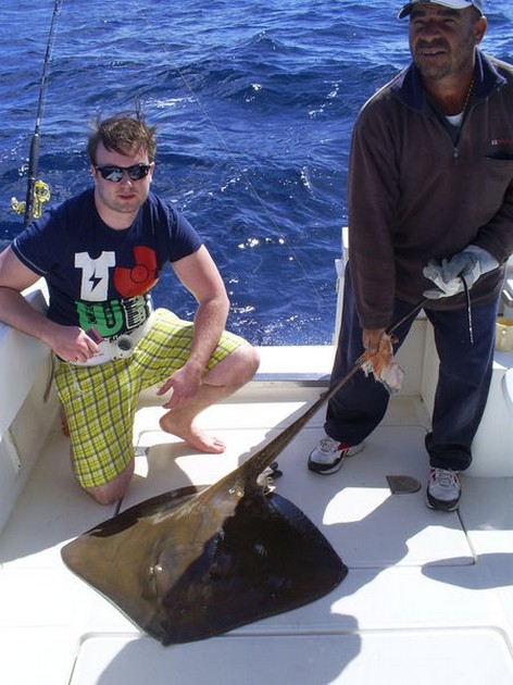 Common Stingray Cavalier & Blue Marlin Sport Fishing Gran Canaria