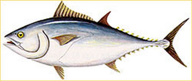 Blauwvin tonijn Cavalier & Blue Marlin Sport Fishing Gran Canaria