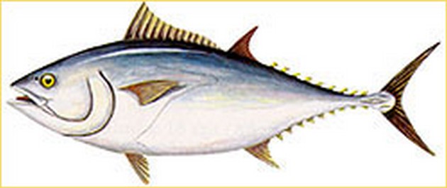 Blåfenad tonfisk Cavalier & Blue Marlin Sport Fishing Gran Canaria