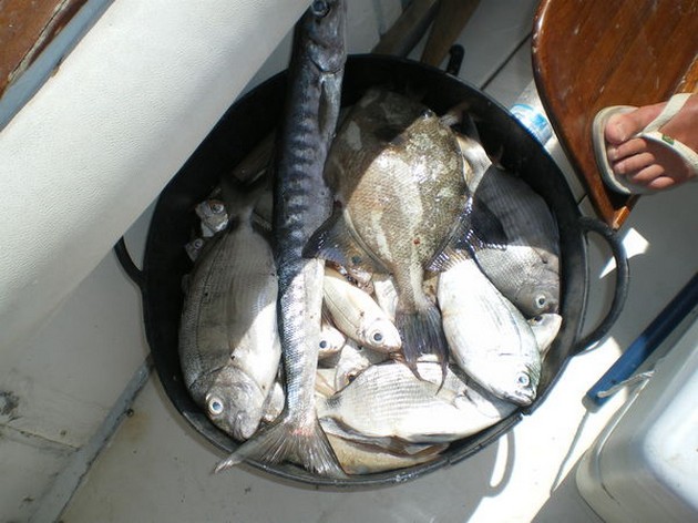 Massor av fisk Cavalier & Blue Marlin Sport Fishing Gran Canaria