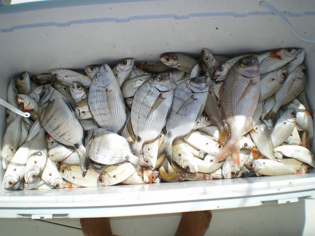 Seabreams Cavalier & Blue Marlin Sport Fishing Gran Canaria