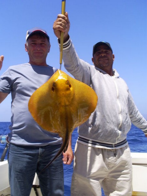 Common Stingray Cavalier & Blue Marlin Sport Fishing Gran Canaria