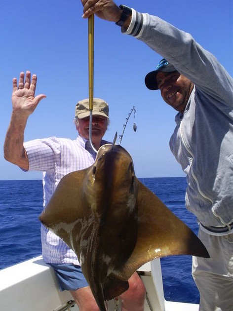 Eagle Ray Cavalier & Blue Marlin Sport Fishing Gran Canaria