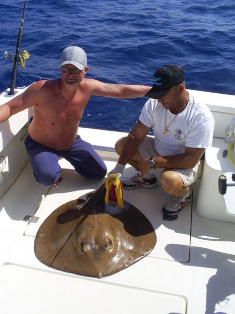 Roughtail Stingray Cavalier & Blue Marlin Sport Fishing Gran Canaria