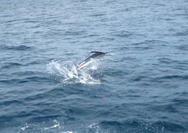 Speervis los Cavalier & Blue Marlin Sport Fishing Gran Canaria