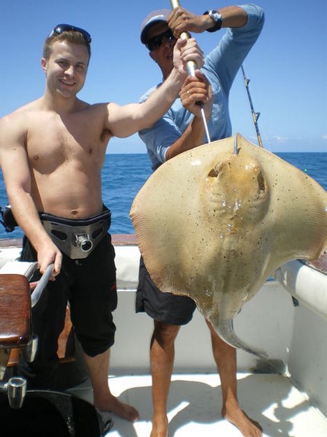 Common Stingray Cavalier & Blue Marlin Sport Fishing Gran Canaria