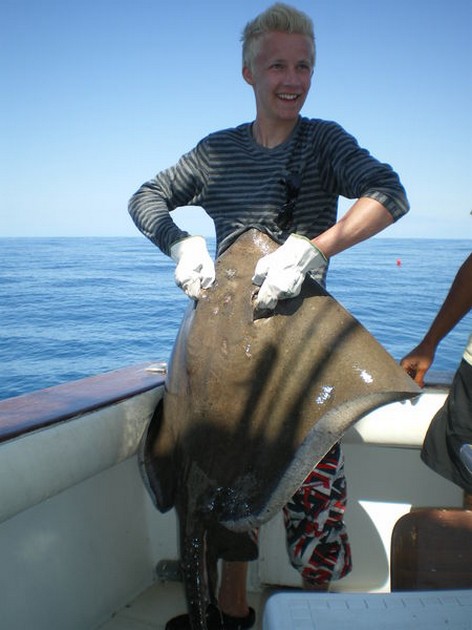 Common Stingray Cavalier & Blue Marlin Sport Fishing Gran Canaria