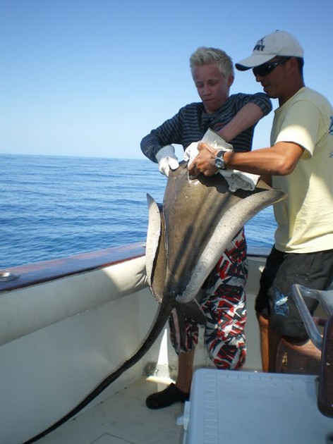 Roughtail Stingray Cavalier & Blue Marlin Sport Fishing Gran Canaria