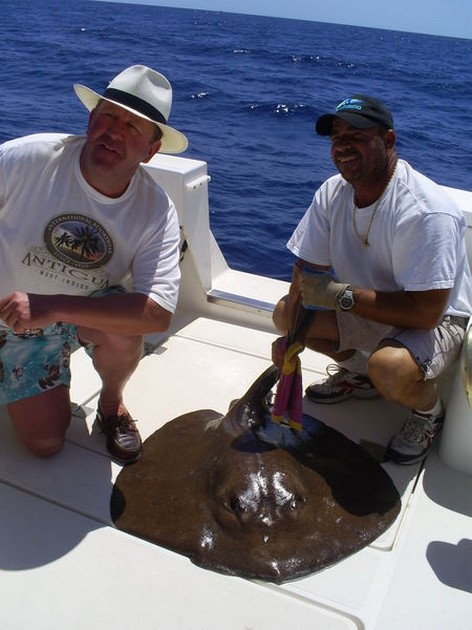 Common Stingray Cavalier & Blue Marlin Sport Fishing Gran Canaria