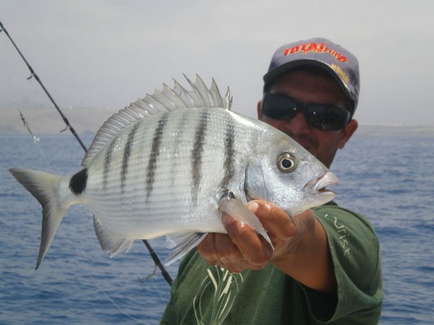 White Seabream Cavalier & Blue Marlin Sport Fishing Gran Canaria