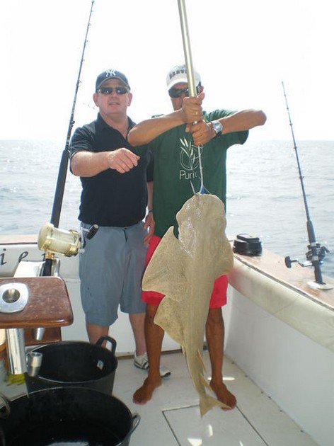 Angel shark Cavalier & Blue Marlin Sport Fishing Gran Canaria