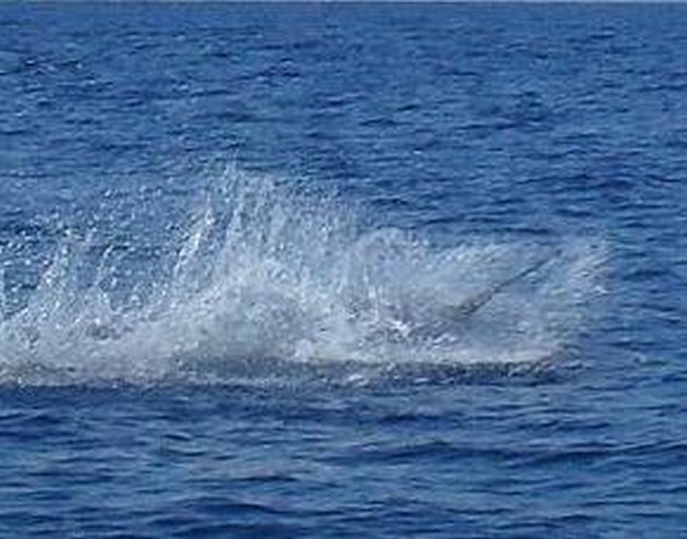 26.5 kg Wahoo Cavalier & Blue Marlin Sport Fishing Gran Canaria