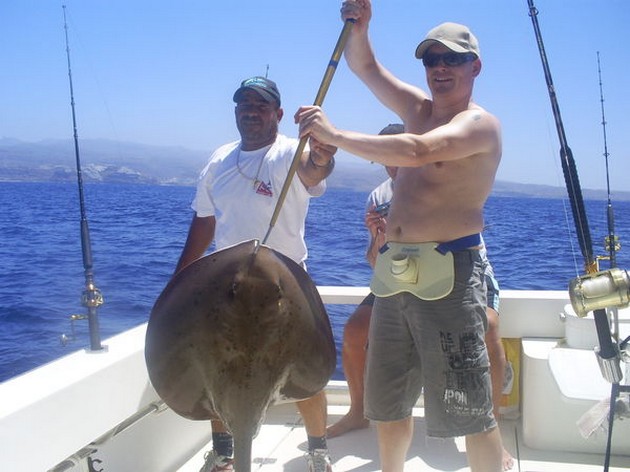 Common Stingray Cavalier & Blue Marlin Sport Fishing Gran Canaria