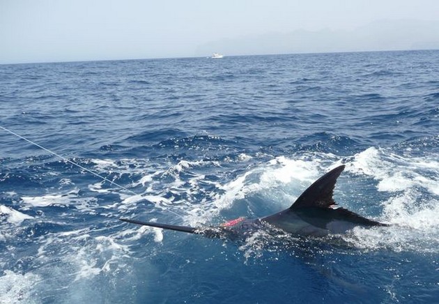 3 Blue Marlins Cavalier & Blue Marlin Sport Fishing Gran Canaria