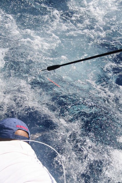 Release Me Cavalier & Blue Marlin Sport Fishing Gran Canaria