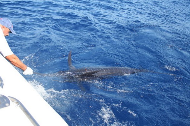 Release Me Cavalier & Blue Marlin Sport Fishing Gran Canaria