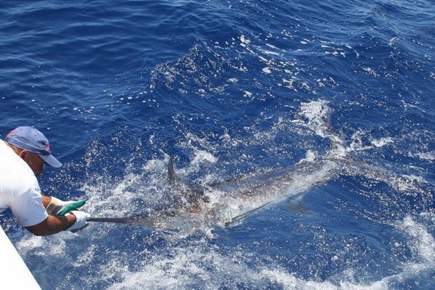 16/06 Blue Marlin Cavalier & Blue Marlin Sport Fishing Gran Canaria