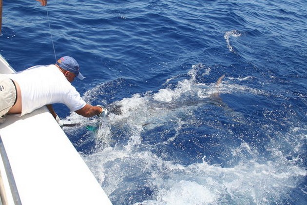 Release Me Cavalier & Blue Marlin Sport Fishing Gran Canaria