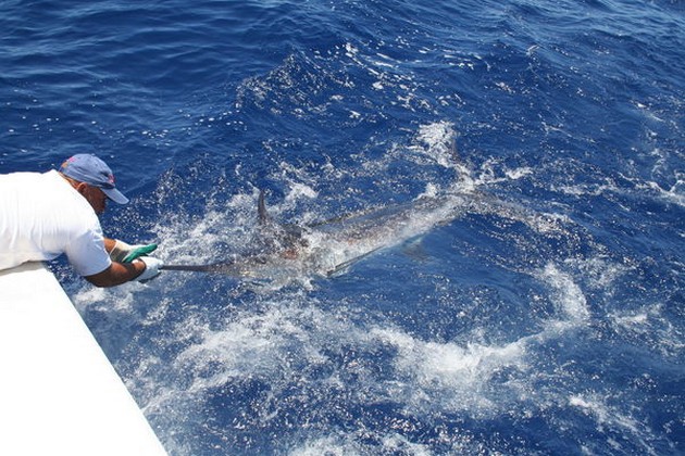 Release Me Cavalier & Blue Marlin Sport Fishing Gran Canaria