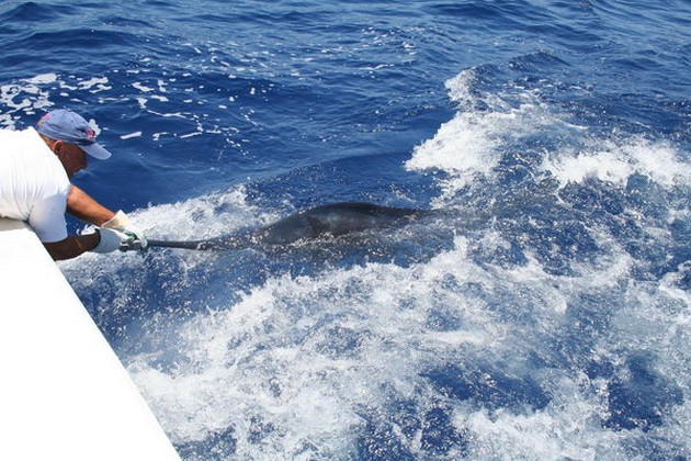 Release Me Cavalier & Blue Marlin Sport Fishing Gran Canaria