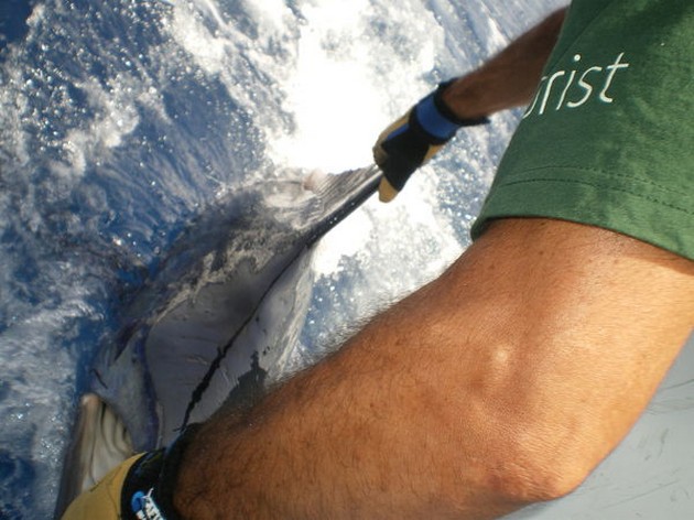 Release Me Cavalier & Blue Marlin Sport Fishing Gran Canaria