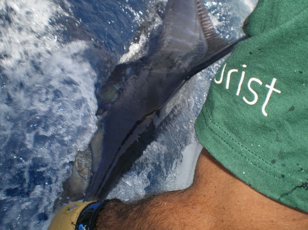 Release Me Cavalier & Blue Marlin Sport Fishing Gran Canaria