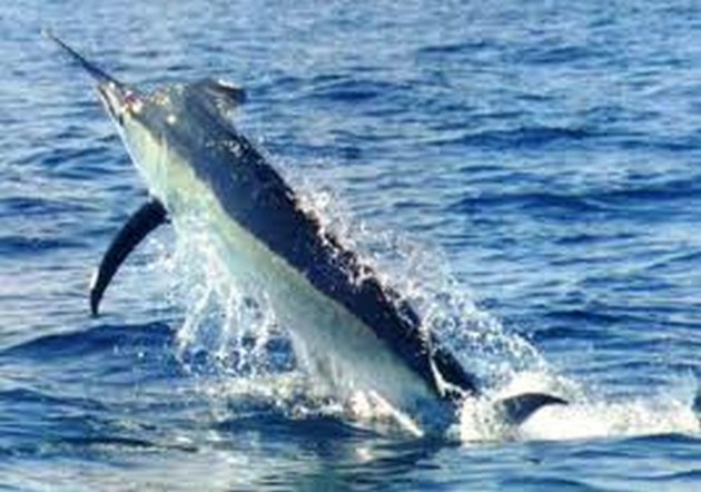 Blauwe Marlijn Cavalier & Blue Marlin Sport Fishing Gran Canaria