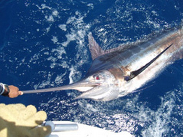 Veel Marlijnen Cavalier & Blue Marlin Sport Fishing Gran Canaria