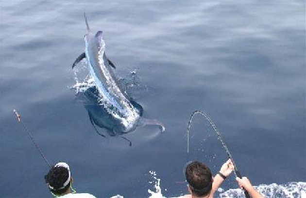 660 lb Blue Marlin Lost Cavalier & Blue Marlin Sport Fishing Gran Canaria