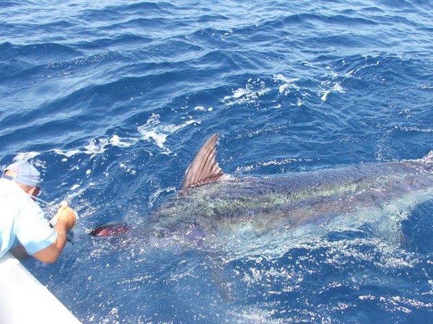 280 kg Blue Marlin Cavalier & Blue Marlin Sport Fishing Gran Canaria