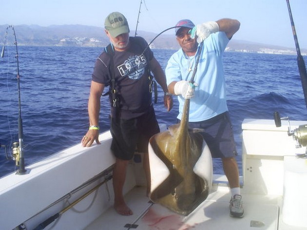 Common Stingray Cavalier & Blue Marlin Sport Fishing Gran Canaria