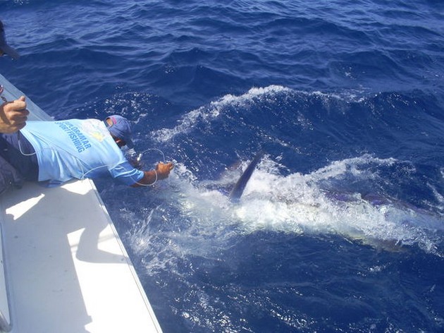 Great Movies Cavalier & Blue Marlin Sport Fishing Gran Canaria