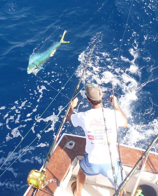 Dorado Cavalier & Blue Marlin Sport Fishing Gran Canaria
