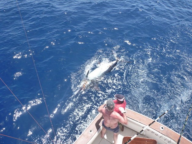 19/08 Tag and Release Cavalier & Blue Marlin Sport Fishing Gran Canaria