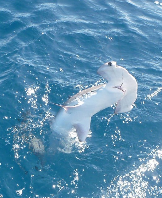 Baby Hammerhead Cavalier & Blue Marlin Sport Fishing Gran Canaria
