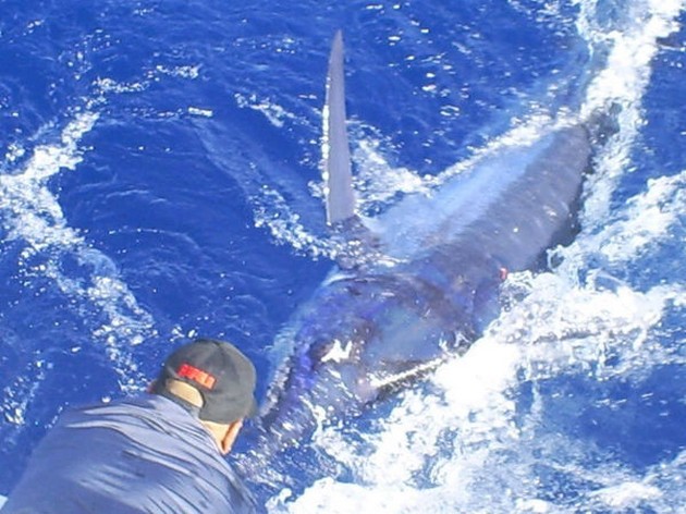10/09 Blue Marlin Cavalier & Blue Marlin Sport Fishing Gran Canaria