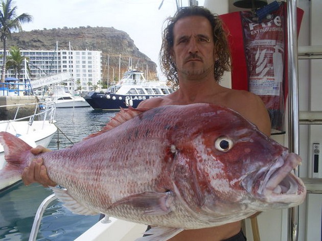 Seabream common Cavalier & Blue Marlin Sport Fishing Gran Canaria