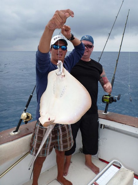 Common Stingray Cavalier & Blue Marlin Sport Fishing Gran Canaria