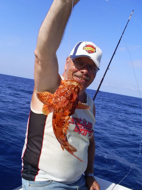 Scorpion or Fire fish Cavalier & Blue Marlin Sport Fishing Gran Canaria