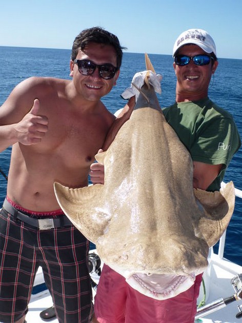 Angel shark Cavalier & Blue Marlin Sport Fishing Gran Canaria