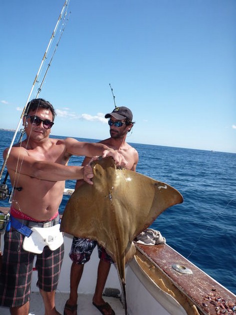 Eagle ray Cavalier & Blue Marlin Sport Fishing Gran Canaria