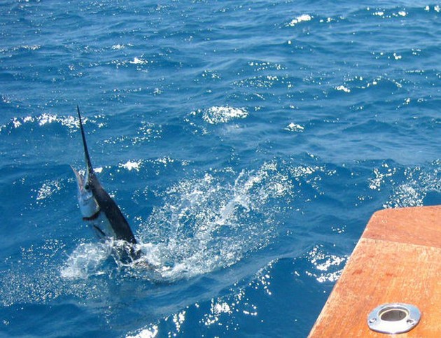 Segelfisk !!! Cavalier & Blue Marlin Sport Fishing Gran Canaria