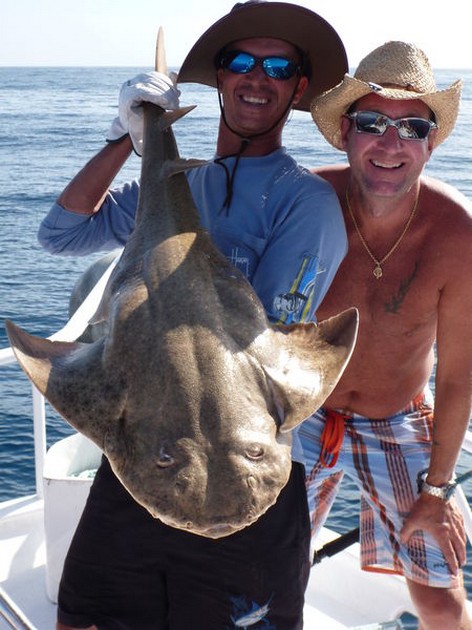 Angel shark Cavalier & Blue Marlin Sport Fishing Gran Canaria